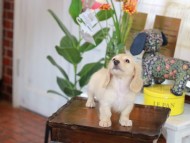 Kaninchen_Dachshund-5769 Kaninchen_Dachshund-5769