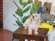 Kaninchen_Dachshund-5770