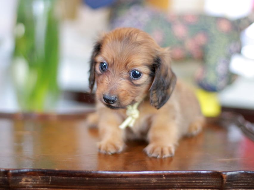 カニンヘンダックスフンド こなゆき&ジルベールの子犬 レッド 男の子（1）