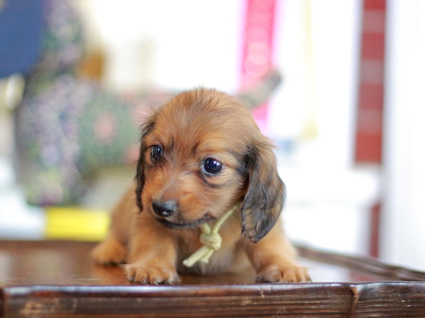 カニンヘンダックスフンド こなゆき&ジルベールの子犬 レッド 男の子（1）
