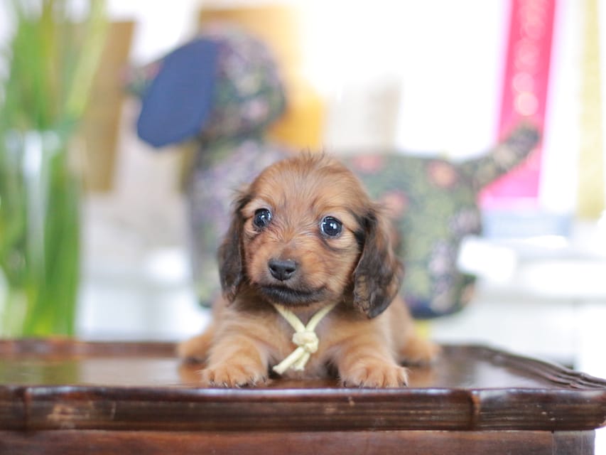 カニンヘンダックスフンド こなゆき&ジルベールの子犬 レッド 男の子（1）
