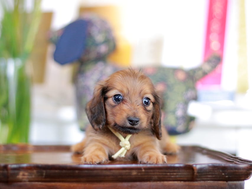カニンヘンダックスフンド こなゆき&ジルベールの子犬 レッド 男の子（1）
