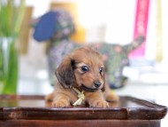 Kaninchen_Dachshund-5801