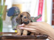 Kaninchen_Dachshund-5811