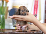 Kaninchen_Dachshund-5824