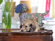 Kaninchen_Dachshund-5837