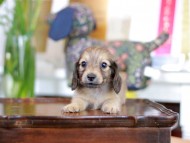 Kaninchen_Dachshund-5854