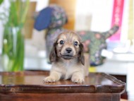 Kaninchen_Dachshund-5855 Kaninchen_Dachshund-5855