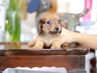 Kaninchen_Dachshund-5860