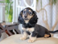 Kaninchen_Dachshund-5875 Kaninchen_Dachshund-5875
