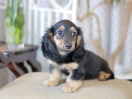 Kaninchen_Dachshund-5878