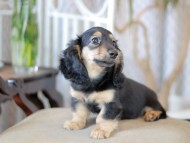 Kaninchen_Dachshund-5880 Kaninchen_Dachshund-5880