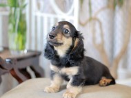 Kaninchen_Dachshund-5882