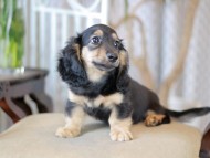 Kaninchen_Dachshund-5885