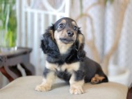 Kaninchen_Dachshund-5888