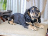 Kaninchen_Dachshund-5891 Kaninchen_Dachshund-5891