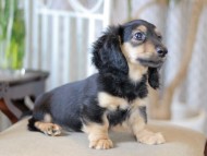 Kaninchen_Dachshund-5894