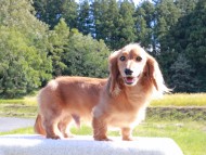 Kaninchen_Dachshund-6393