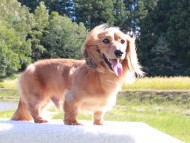 Kaninchen_Dachshund-6397