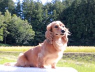 Kaninchen_Dachshund-6410 Kaninchen_Dachshund-6410