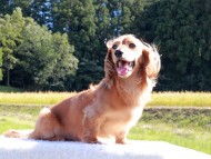 Kaninchen_Dachshund-6413