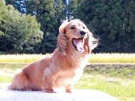 Kaninchen_Dachshund-6414