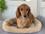 Kaninchen_Dachshund-68 Kaninchen_Dachshund-68