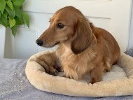 Kaninchen_Dachshund-71