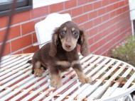 Kaninchen_Dachshund-7270