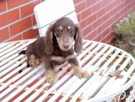 Kaninchen_Dachshund-7277