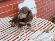 Kaninchen_Dachshund-7278
