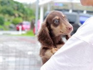 Kaninchen_Dachshund-7283