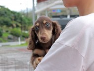 Kaninchen_Dachshund-7289