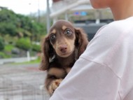Kaninchen_Dachshund-7290