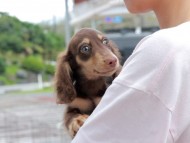 Kaninchen_Dachshund-7291