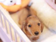 Kaninchen_Dachshund-7357 Kaninchen_Dachshund-7357