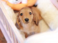 Kaninchen_Dachshund-7359