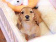 Kaninchen_Dachshund-7360 Kaninchen_Dachshund-7360