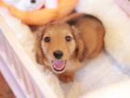Kaninchen_Dachshund-7365