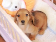 Kaninchen_Dachshund-7368