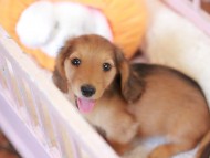 Kaninchen_Dachshund-7375