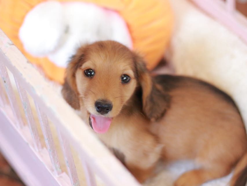 カニンヘン ダックスフンド フルール&パッションの子犬 レッド 男の子Kaninchen_Dachshund-7375 カニンヘン ダックスフンド フルール&パッションの子犬 レッド 男の子