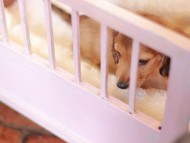 Kaninchen_Dachshund-7378