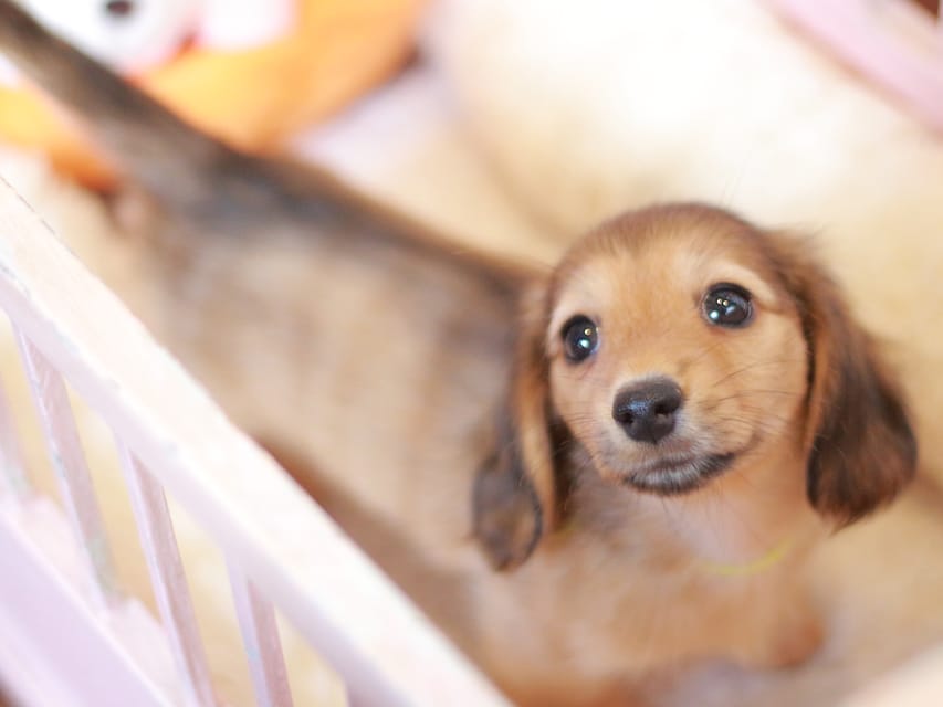 カニンヘン ダックスフンド フルール&パッションの子犬 レディシュイエロー(レディシュクリーム) 女の子Kaninchen_Dachshund-7380 カニンヘン ダックスフンド フルール&パッションの子犬 レディシュイエロー(レディシュクリーム) 女の子