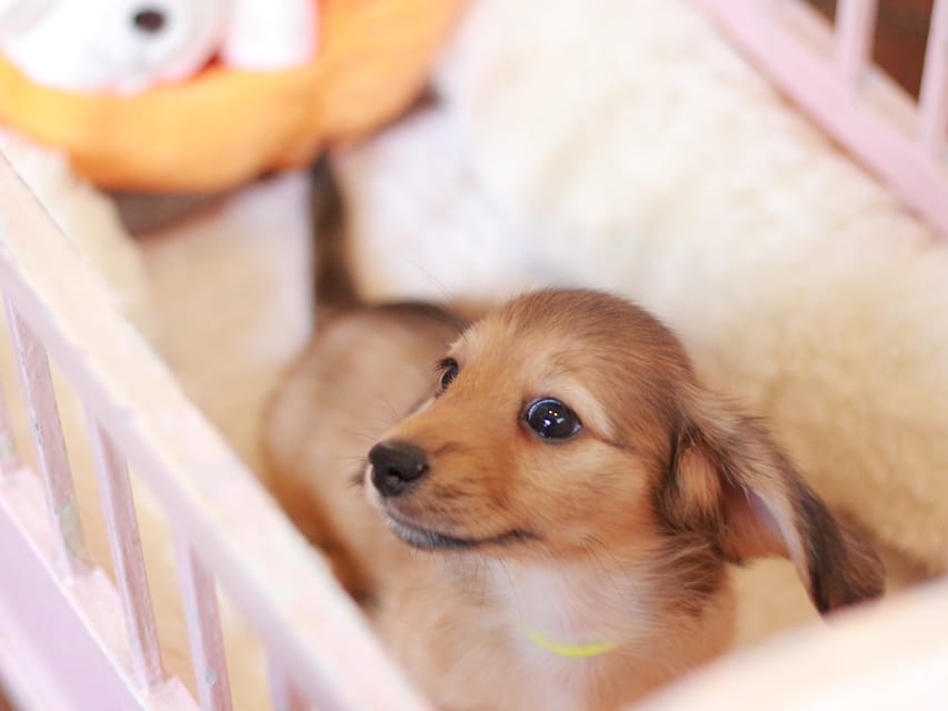 カニンヘン ダックスフンド フルール&パッションの子犬 レディシュイエロー(レディシュクリーム) 女の子Kaninchen_Dachshund-7386 カニンヘン ダックスフンド フルール&パッションの子犬 レディシュイエロー(レディシュクリーム) 女の子