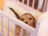Kaninchen_Dachshund-7388