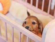 Kaninchen_Dachshund-7390