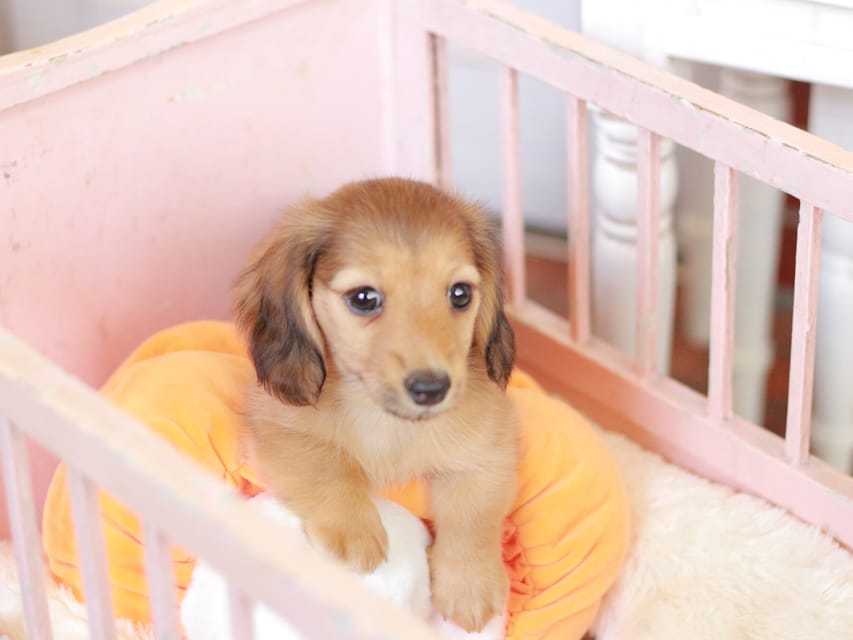 カニンヘン ダックスフンド フルール&パッションの子犬 レディシュイエロー(レディシュクリーム) 女の子Kaninchen_Dachshund-7392 カニンヘン ダックスフンド フルール&パッションの子犬 レディシュイエロー(レディシュクリーム) 女の子