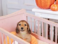 Kaninchen_Dachshund-7396