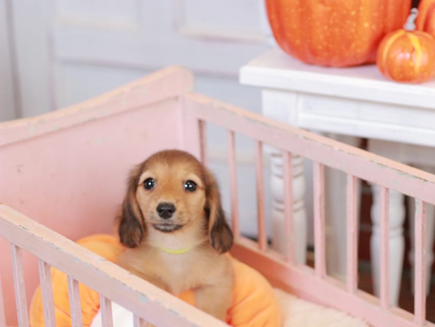 カニンヘン ダックスフンド フルール&パッションの子犬 レディシュイエロー(レディシュクリーム) 女の子Kaninchen_Dachshund-7396 カニンヘン ダックスフンド フルール&パッションの子犬 レディシュイエロー(レディシュクリーム) 女の子
